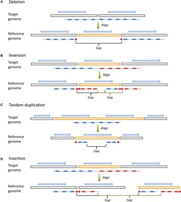 stLFRsv: A Germline Structural Variant Analysis Pipeline Using Co-barcoded Reads